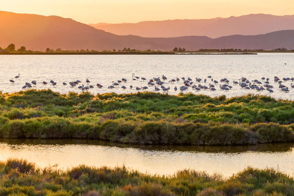 Tranquil Scene during Sunset with Flamingos at the Ebro Delta, Spain